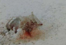 Pred kapijom Memorijalnog centra u Potočarima ostavljena vreća sa svinjskim otpadom