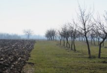 U SANDŽAKU ĆE RAĐATI TURSKI ORAH! Poručeno 3 000 sadnica turskog oraha