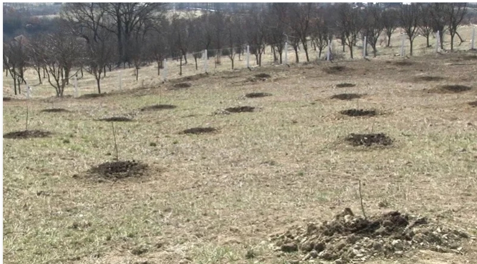 Turski orah napreduje na novopazarskim imanjima