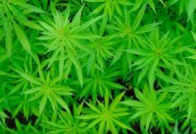 Građani Hrvatske neće moći uzgajati indijsku konoplju u medicinske svrhe