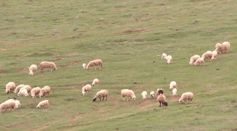 Sandžak i dalje bez organskog proizvođača