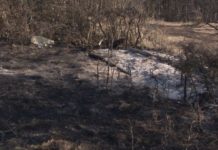 Lokalizovan požar kod Đurđevih stupova