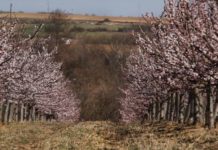 Danas zvanično stiže proleće