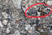 Šokantan snimak! Hrvatski policajci, pod prijetnjom oružjem, guraju migrante u jarugu!