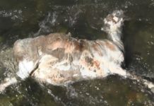 PA, ŠTA RADITE OVO LJUDI?! Mrtva životinja “plovi” rekom Raškom // VIDEO