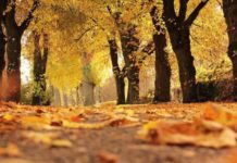 Sutra kalendarski počinje jesen