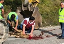 KLANJE KURBANA ZA POČETAK RADOVA NA IZGRADNJI AUTOPUTA NOVI PAZAR – TUTIN (foto)