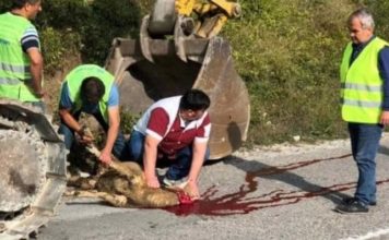 KLANJE KURBANA ZA POČETAK RADOVA NA IZGRADNJI AUTOPUTA NOVI PAZAR – TUTIN (foto)
