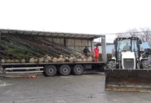 Sadnice za zeleniji Novi Pazar