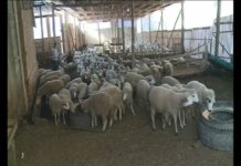 AFERIM MLADIĆU! Mersudin Omerović iz tutinskog sela Nadumci uzgaja stado od 700 ovaca (VIDEO)