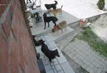 Na ulicama Novog Pazara sve više pasa lutalica