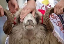 Mešihat ove godine neće primati kurbane ni deliti meso mesihat-ove-godine-nece-primati-kurbane-ni-deliti-meso