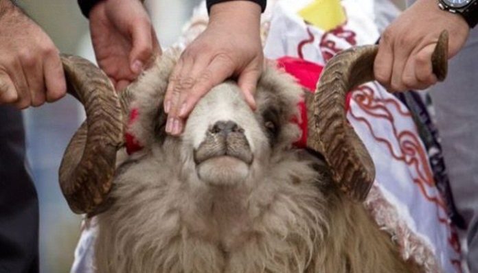 mesihat-ove-godine-nece-primati-kurbane-ni-deliti-meso