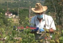 Berba malina u toku berba-malina-u-toku