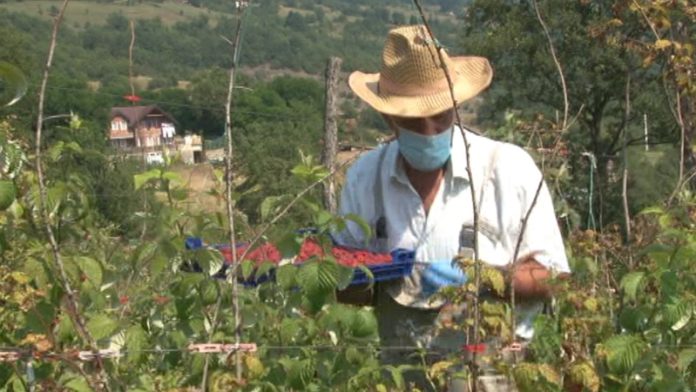 berba-malina-u-toku berba-malina-u-toku