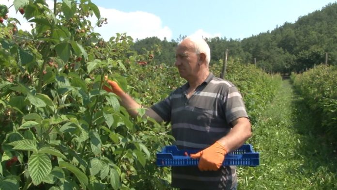 zaceci-malinarstva-u-vranovini