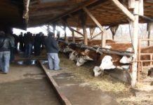 Pravilna dezinfekcija prostorija za goveda pravilna-dezinfekcija-prostorija-za-goveda