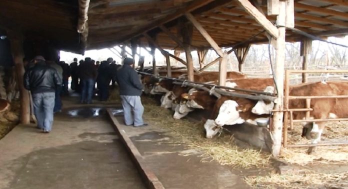 pravilna-dezinfekcija-prostorija-za-goveda