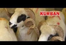 Merhamet neće primati žive kurbane i kože, a podela mesa će se vršiti na kućne adrese merhamet-nece-primati-zive-kurbane-i-koze,-a-podela-mesa-ce-se-vrsiti-na-kucne-adrese