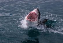 SAD: Velika bela ajkula ubila ženu nedaleko od obale sad:-velika-bela-ajkula-ubila-zenu-nedaleko-od-obale