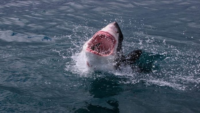 sad:-velika-bela-ajkula-ubila-zenu-nedaleko-od-obale sad:-velika-bela-ajkula-ubila-zenu-nedaleko-od-obale