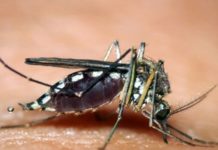 ZARAŽENI KOMARCI U OSAM GRADOVA: Evo gde postoji rizik od dobijanja virusa Zapadnog Nila zarazeni-komarci-u-osam-gradova:-evo-gde-postoji-rizik-od-dobijanja-virusa-zapadnog-nila