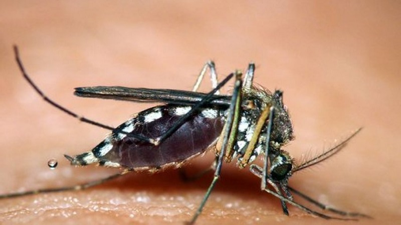 zarazeni-komarci-u-osam-gradova:-evo-gde-postoji-rizik-od-dobijanja-virusa-zapadnog-nila