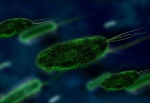 Iskustva INEP-a pokazuju da se antitela ne gube s vremenom -iskustva-inep-a-pokazuju-da-se-antitela-ne-gube-s-vremenom