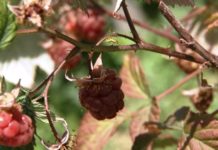 Edukativno predavanje za malinare u utorak 18. avgusta od 11 časova edukativno-predavanje-za-malinare-u-utorak-18.-avgusta-od-11-casova