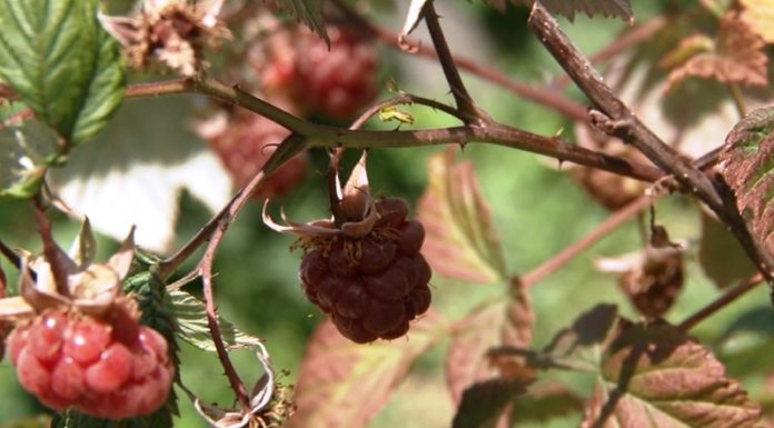 edukativno-predavanje-za-malinare-u-utorak-18.-avgusta-od-11-casova