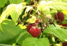 Eminentni stručnjaci posetili novopazarske malinare eminentni-strucnjaci-posetili-novopazarske-malinare