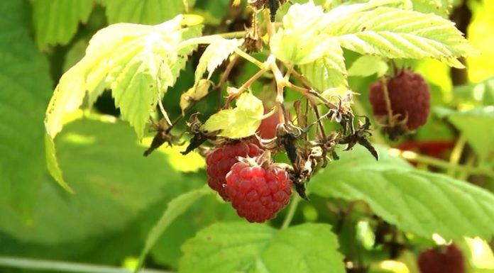 eminentni-strucnjaci-posetili-novopazarske-malinare