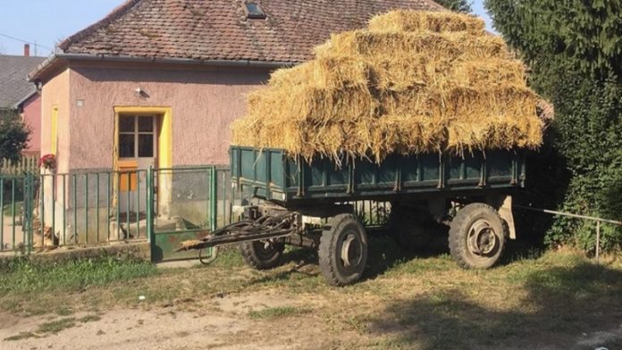 tragedija-u-novom-pazaru:-zica-prerezala-vrat-muskarcu-dok-je-prevozio-seno