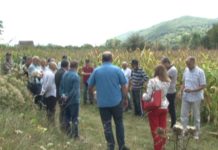 Ogledno polje u Mitrovoj reci ogledno-polje-u-mitrovoj-reci