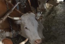 Higijena i pravilna ishrana stoke preduslov za kvalitetan proizvod higijena-i-pravilna-ishrana-stoke-preduslov-za-kvalitetan-proizvod