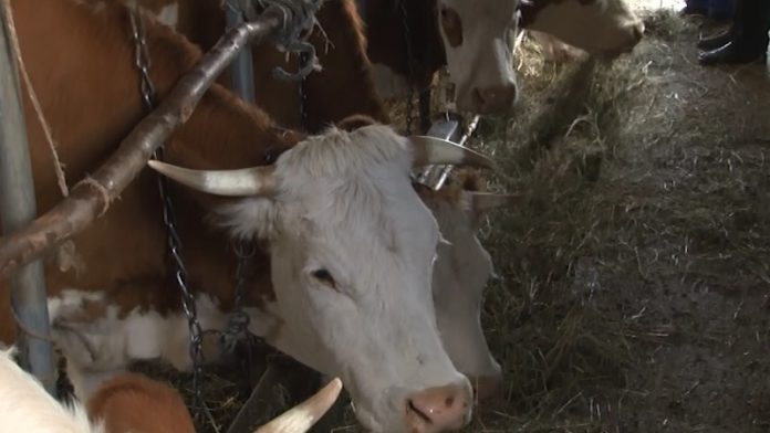 higijena-i-pravilna-ishrana-stoke-preduslov-za-kvalitetan-proizvod higijena-i-pravilna-ishrana-stoke-preduslov-za-kvalitetan-proizvod