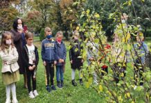 Mališani zasadili drvo generacije malisani-zasadili-drvo-generacije