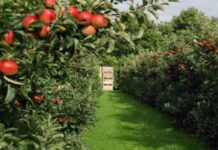 Najbolji period za “plavo” prskanje voćnjaka najbolji-period-za-“plavo”-prskanje-vocnjaka