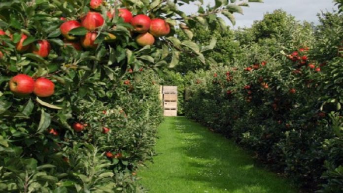 najbolji-period-za-“plavo”-prskanje-vocnjaka