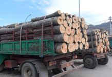 Drva ima u izobilju ali prodaja slaba drva-ima-u-izobilju-ali-prodaja-slaba