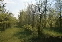 Saveti za poljoprivrednike: Šta uraditi u voćnjacima u novembru mesecu saveti-za-poljoprivrednike:-sta-uraditi-u-vocnjacima-u-novembru-mesecu