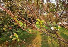 Registrovana retrovegetacija, PSSS pomaže voćarima registrovana-retrovegetacija,-psss-pomaze-vocarima