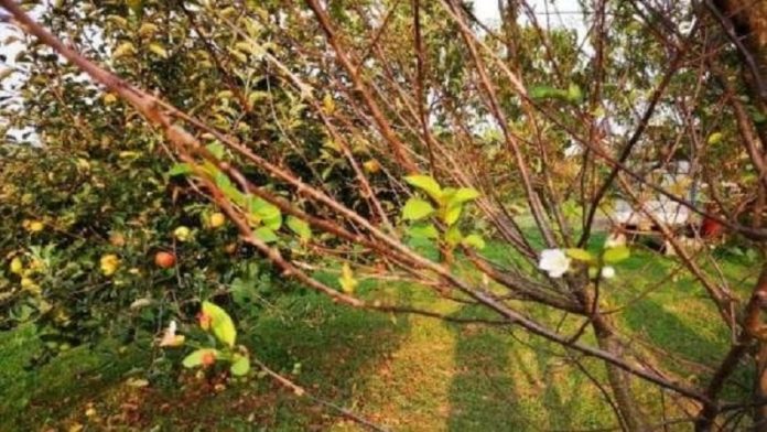 registrovana-retrovegetacija,-psss-pomaze-vocarima registrovana-retrovegetacija,-psss-pomaze-vocarima