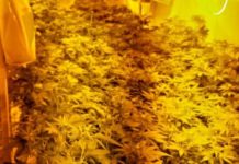 Pronađena laboratorija za uzgoj marihuane pronadjena-laboratorija-za-uzgoj-marihuane