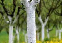 Zaštita voća krečenjem zastita-voca-krecenjem