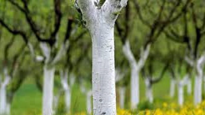 zastita-voca-krecenjem