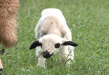 Ishrana ovaca u zimskom periodu ishrana-ovaca-u-zimskom-periodu