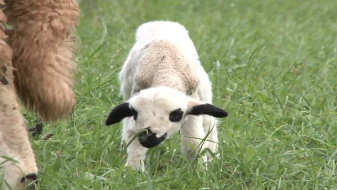 ishrana-ovaca-u-zimskom-periodu