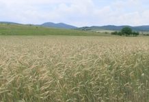 Zaštita ozime pšenice zastita-ozime-psenice