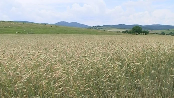 zastita-ozime-psenice zastita-ozime-psenice